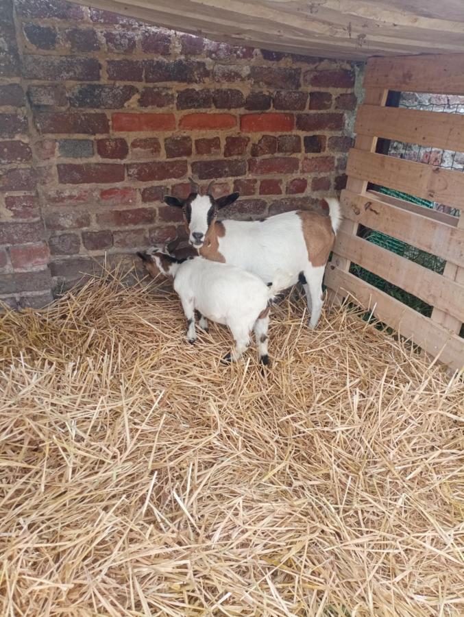 Gite A La Ferme Chez Magali Escaudoeuvres 외부 사진